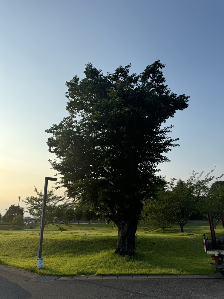 特殊伐採実績２