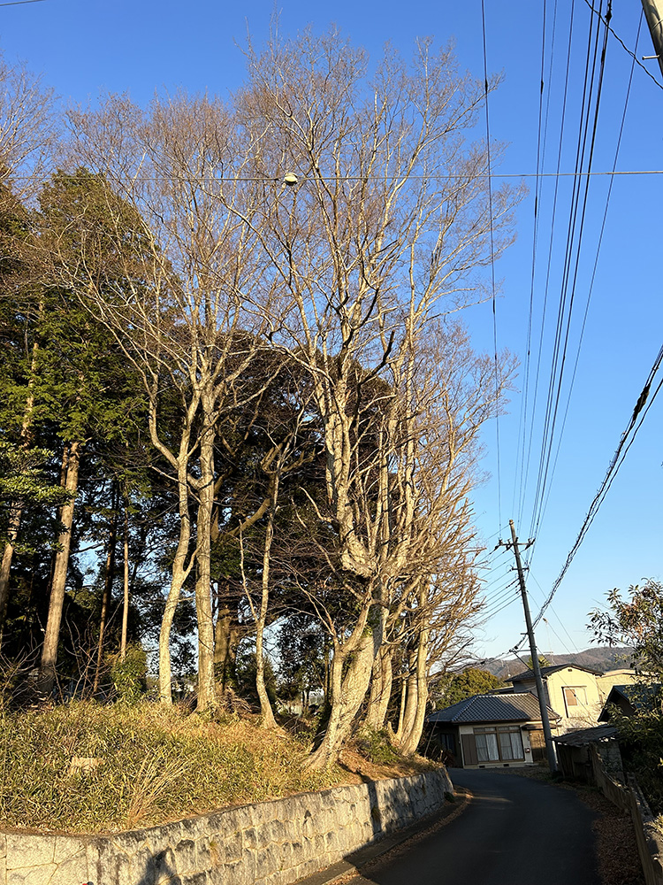 特殊伐採実績１