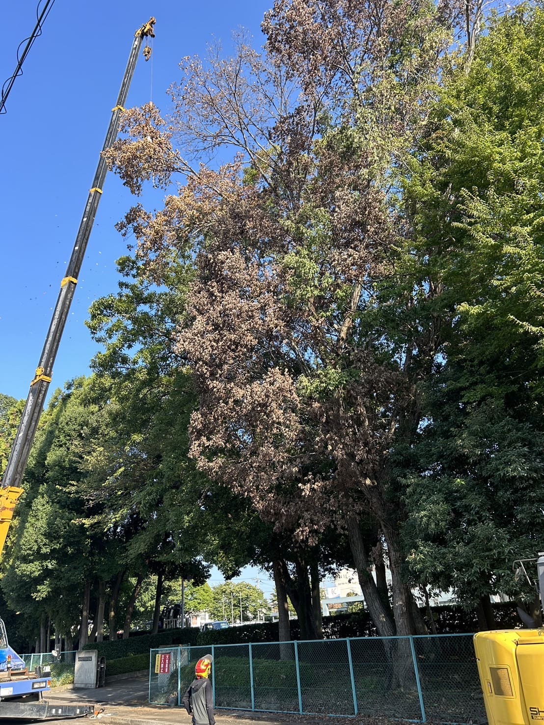 特殊伐採実績３
